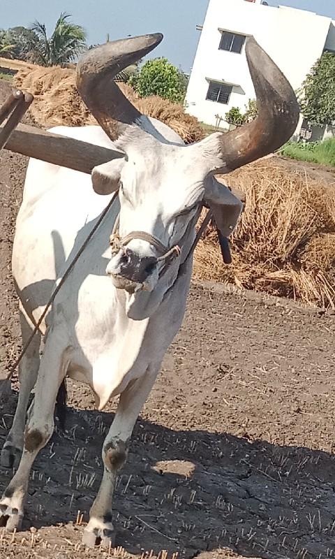 થંબનેલ 3