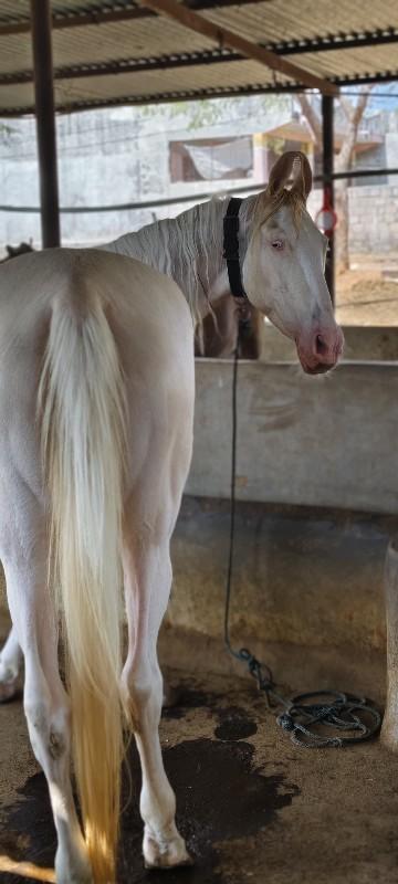 ઘોડી વેચવાની છે