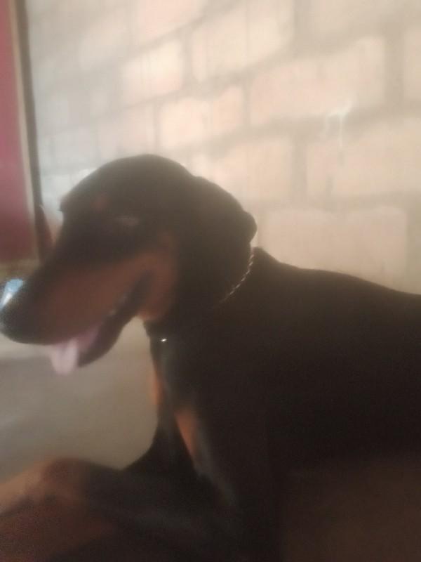 કુતરી   સે    વેચવા ની