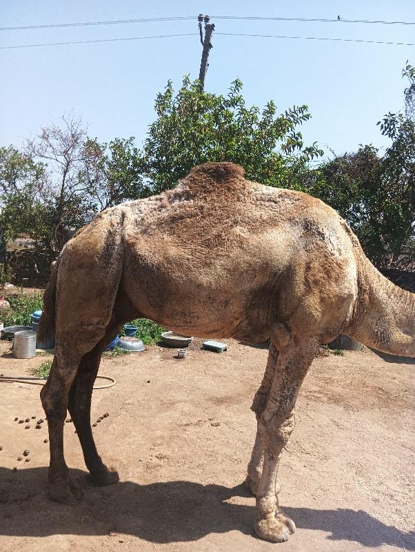 થંબનેલ 2