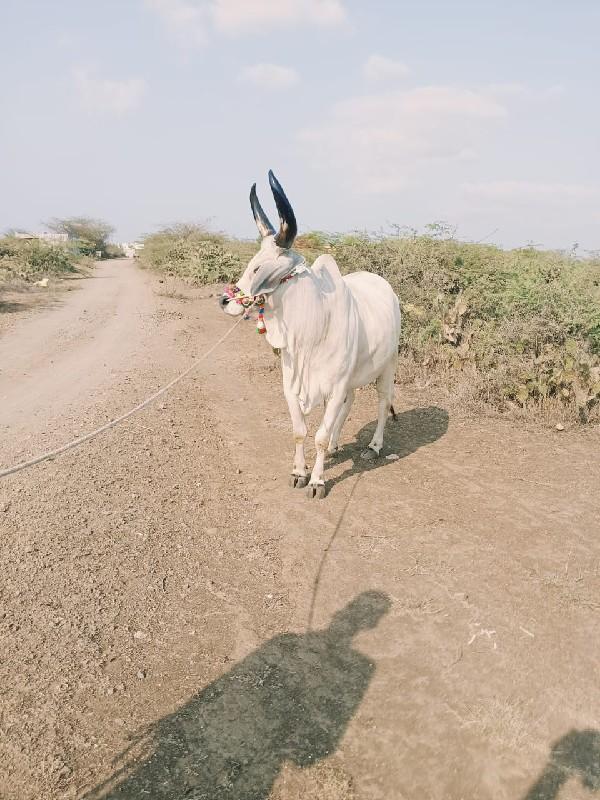 थंबनेल 3