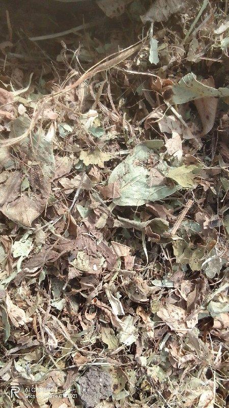 જીવીશ માંડવીનો ભૂકો