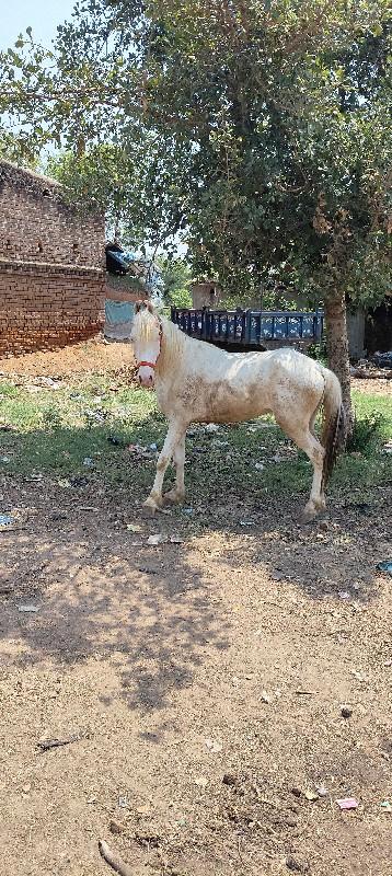 ઘૉડૉ વેચવાનો છે સાટુ કરીસુ