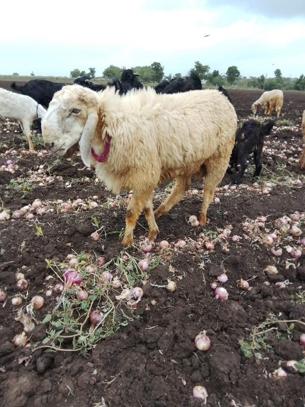 થંબનેલ 3