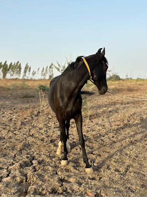 थंबनेल 3