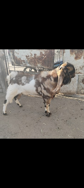 ઈસ્માઈલ