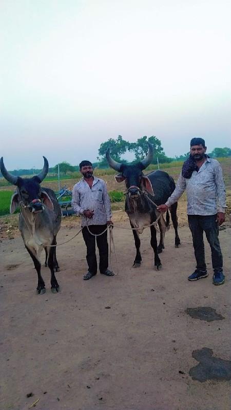 ગોઢલાં વેચવા ના છે ગેરંટી થી