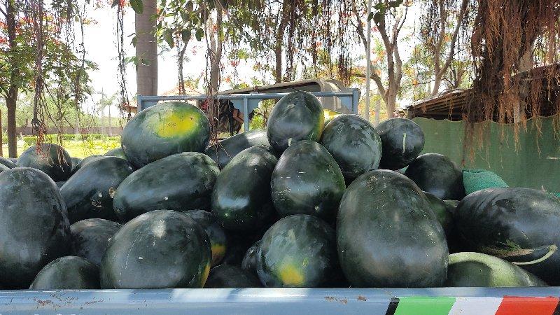 તરબુજ વેચવાના છે.