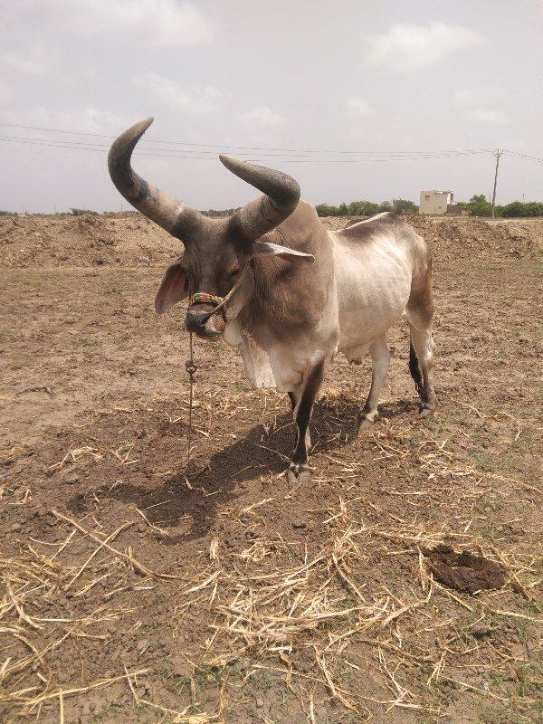 थंबनेल 3