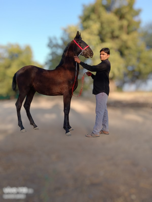 थंबनेल 3