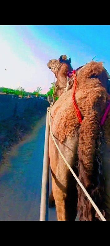 ચાર વર્ષનો સાંઢીયો વેચવાનો છે