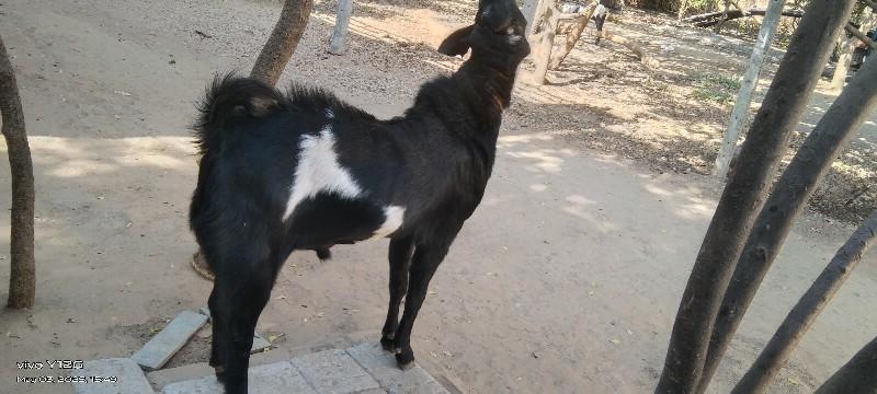 થંબનેલ 2