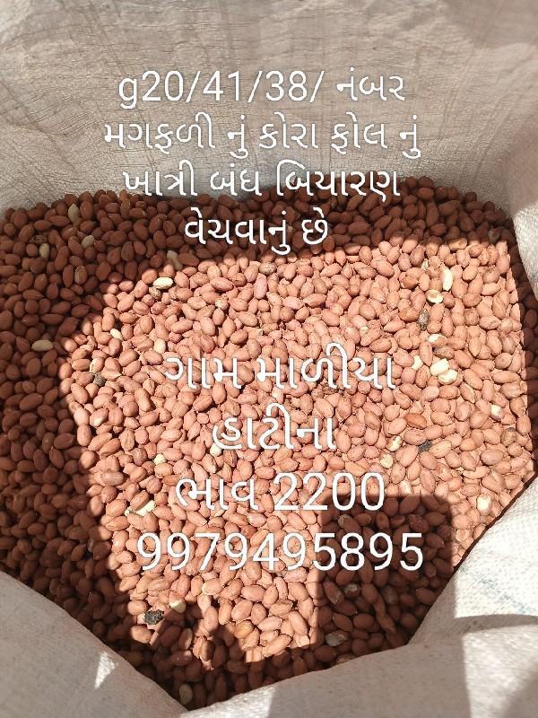 મગફળી નું બિયારણ
