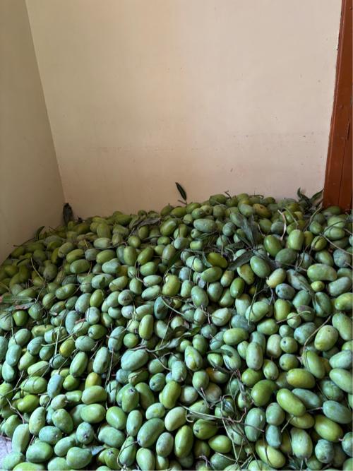 કેસર કેરી વેચવાની સે