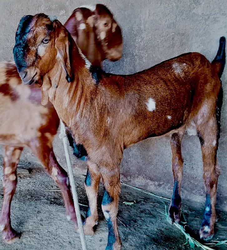 વિજય વાધેલા,,, પાલિતાણા