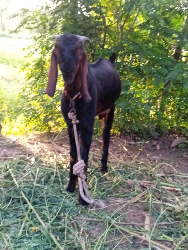 થંબનેલ 3