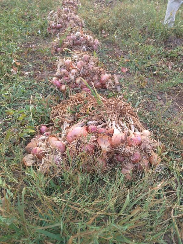 ડુંગળી બેસવાની છે