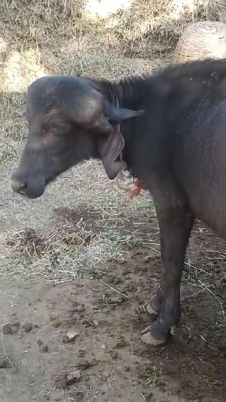 थंबनेल 3