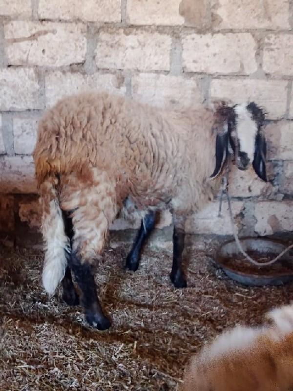 RaviBariya exam ka junagarh