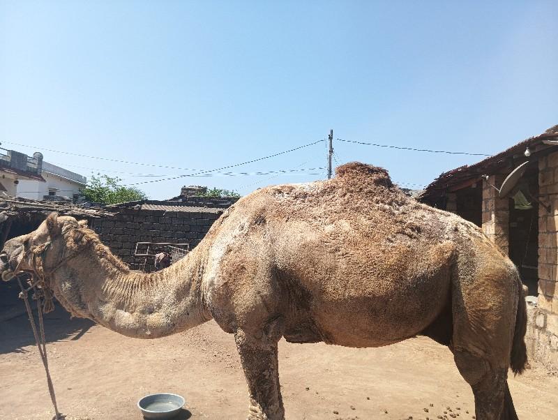 ઉટ વૅચવાનૉ છૅ