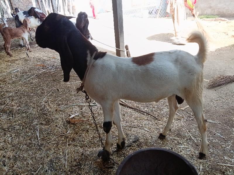 થંબનેલ 2