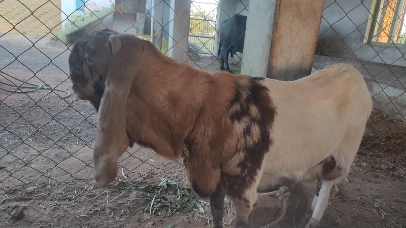 થંબનેલ 3