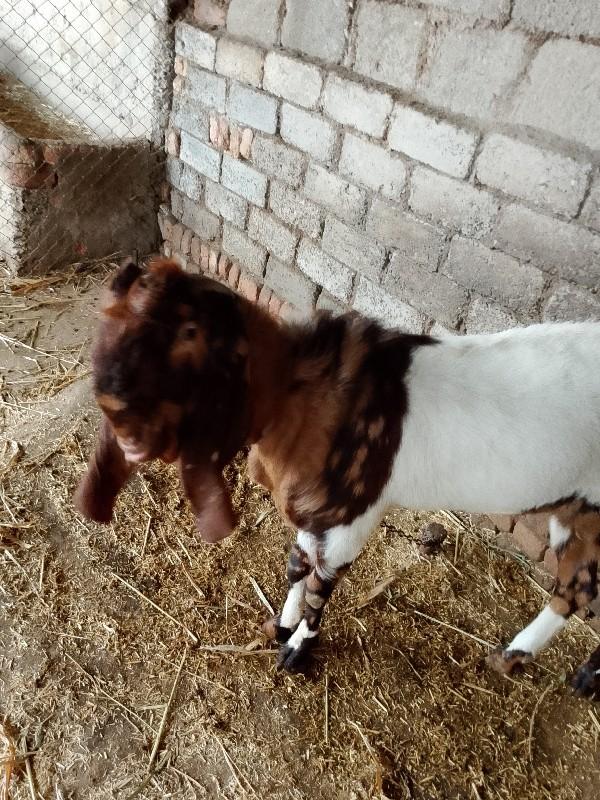 બોકડો વેચવાનો છે ડોઠવરસનો