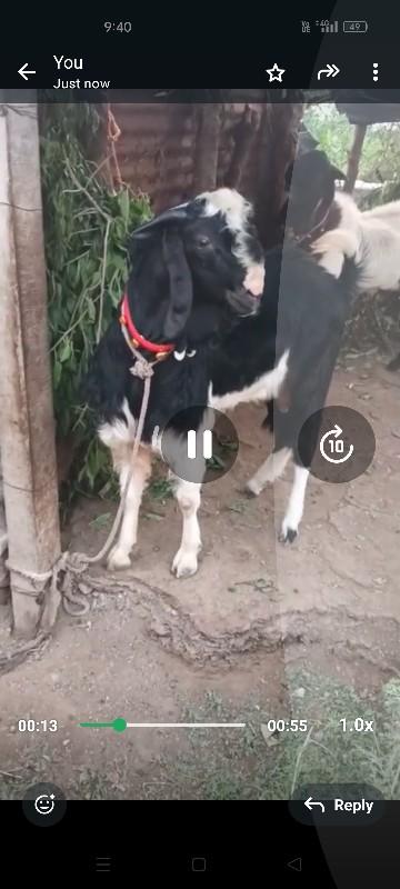 થંબનેલ 3