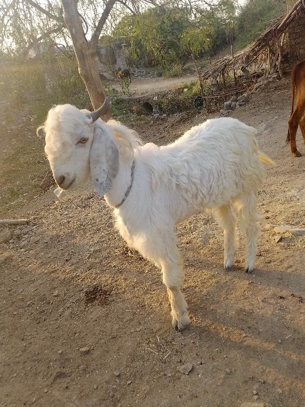 થંબનેલ 2