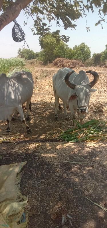 બળદ વેચવાના છે ચોથી ધોરના છે