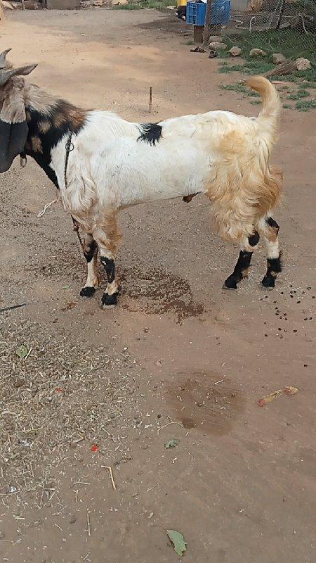 થંબનેલ 3