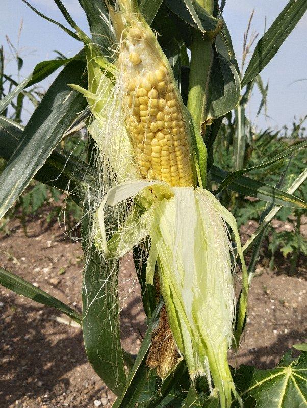 અમેરિકન મકાઈ