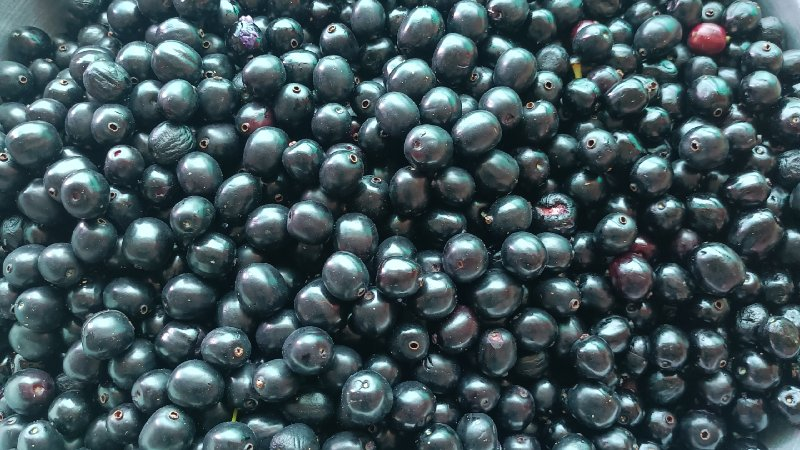 જાંબુડા ના સરઘવા ના રોપા