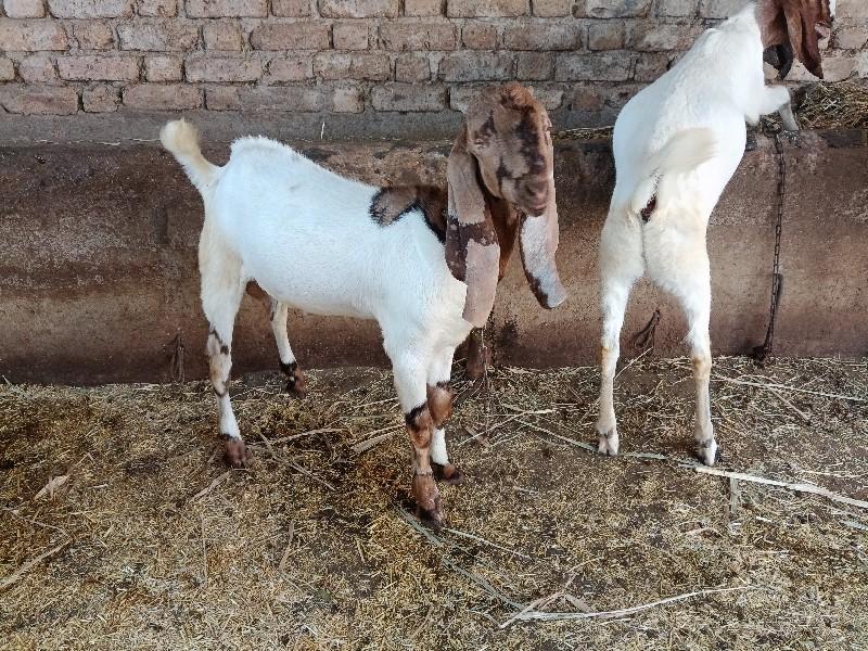 થંબનેલ 3