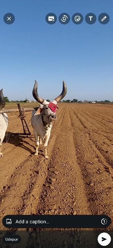 બરધ 2બીજીધર બેયબાજૂહાલે