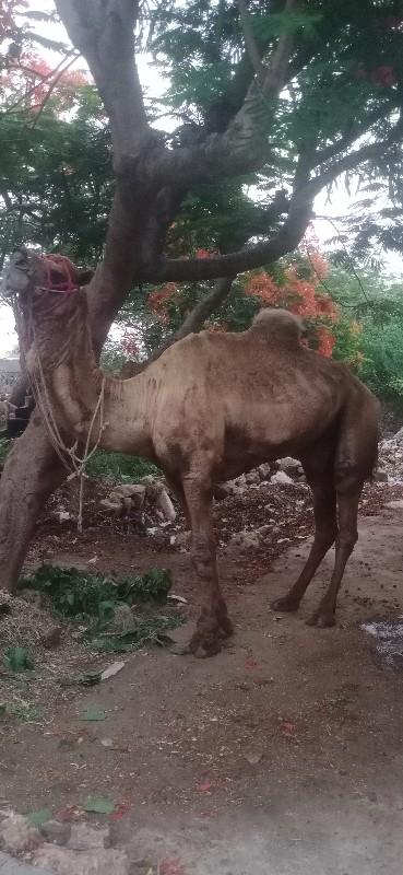 થંબનેલ 3