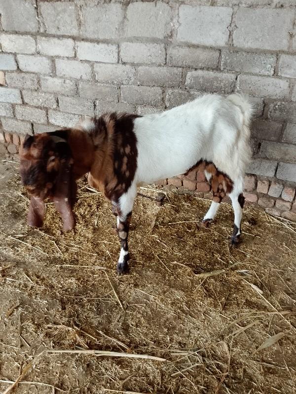 થંબનેલ 2