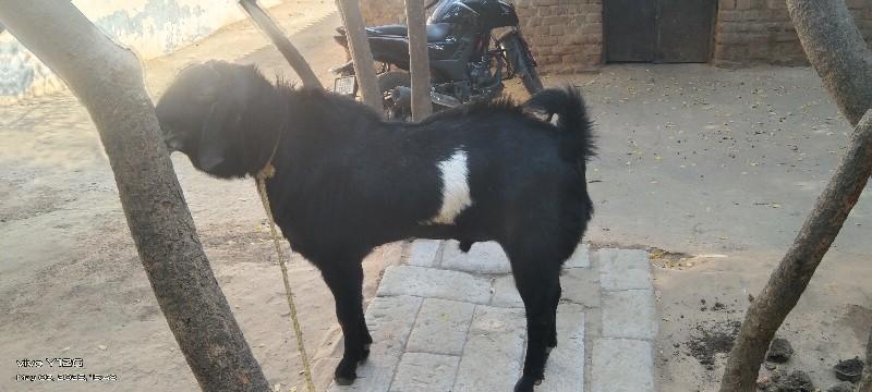 થંબનેલ 3