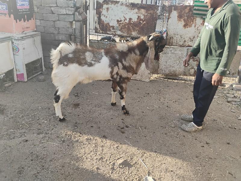 થંબનેલ 2