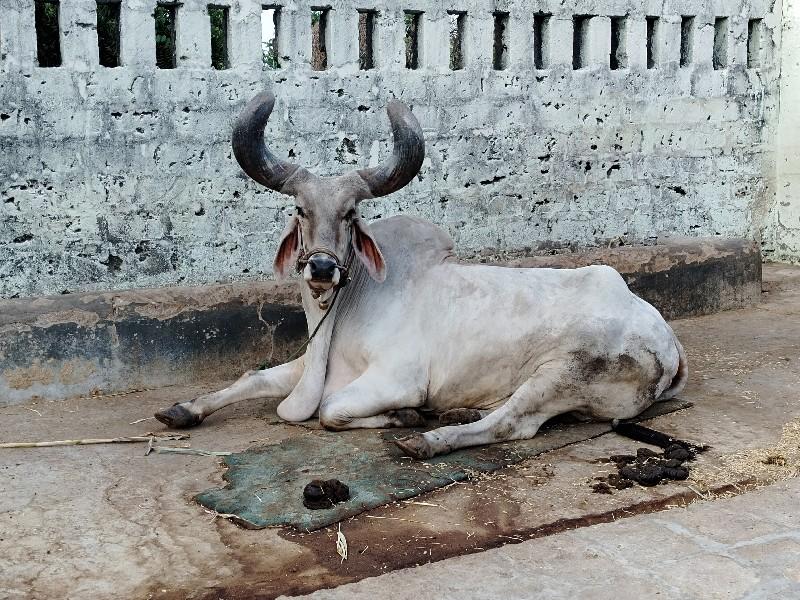 બરધ