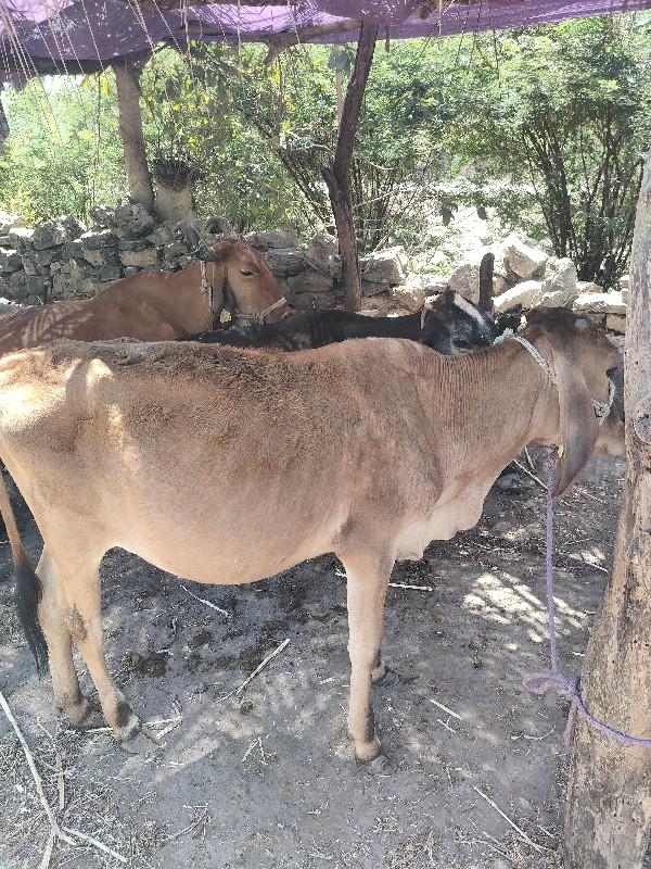 જર્સી  વાસડી દેવાની છે