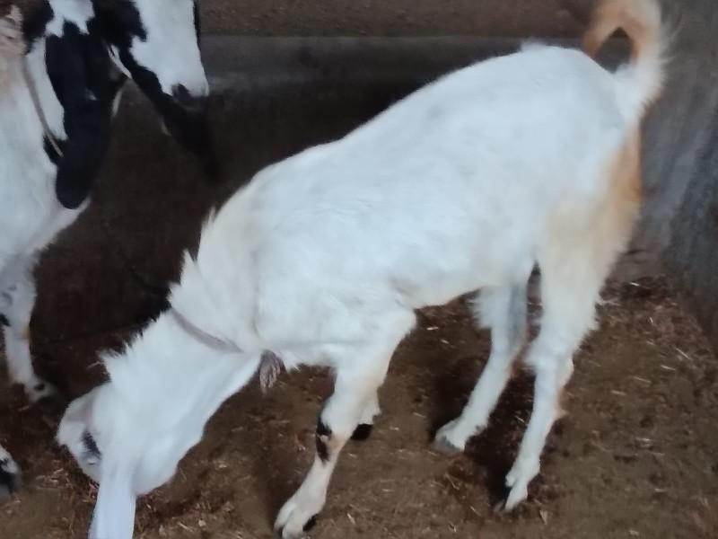 થંબનેલ 2