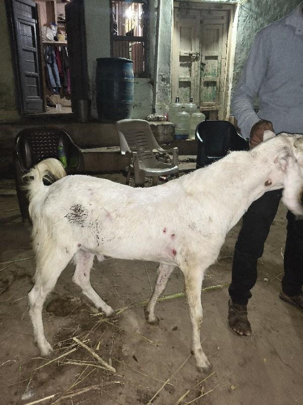 થંબનેલ 3