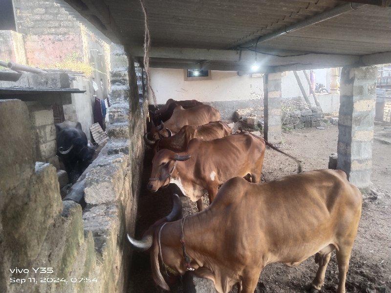 થંબનેલ 3