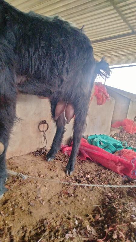 બકરી વેચવાની છે