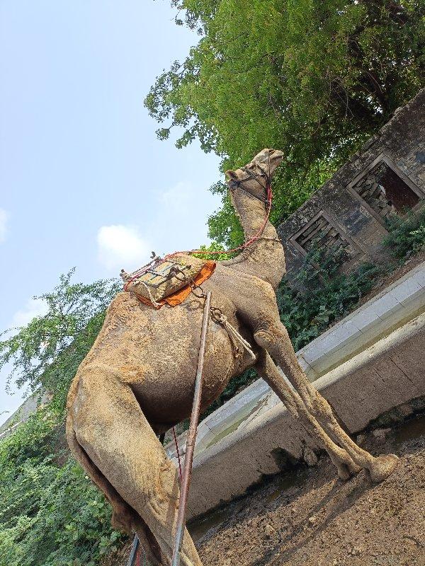 થંબનેલ 3