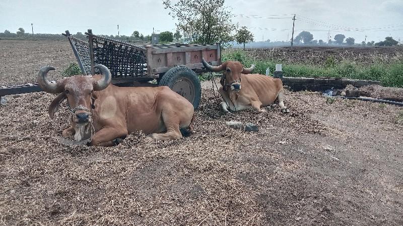 थंबनेल 2