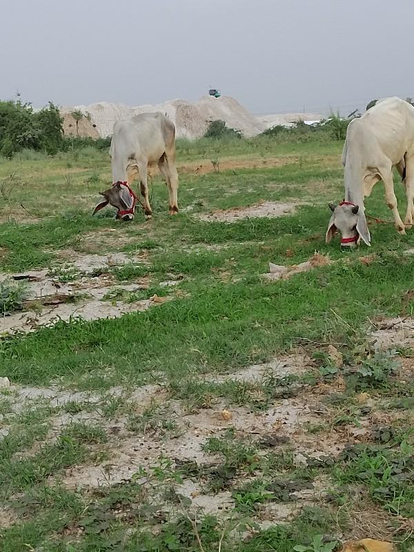 थंबनेल 2