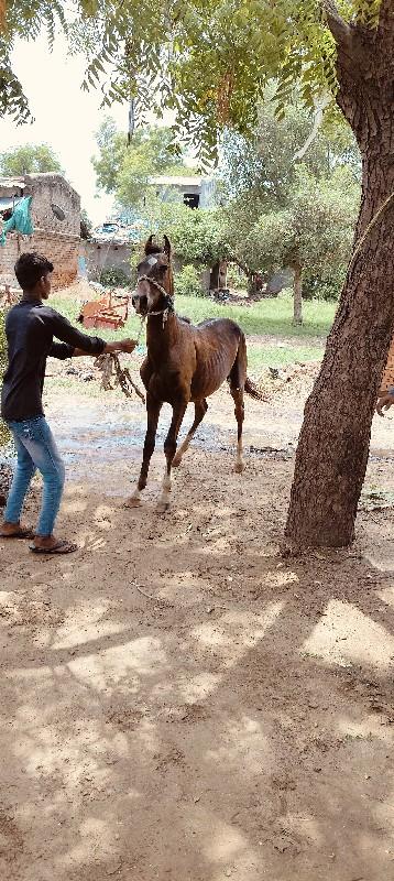 વછૅરૉ વૅચવાનૉ છે