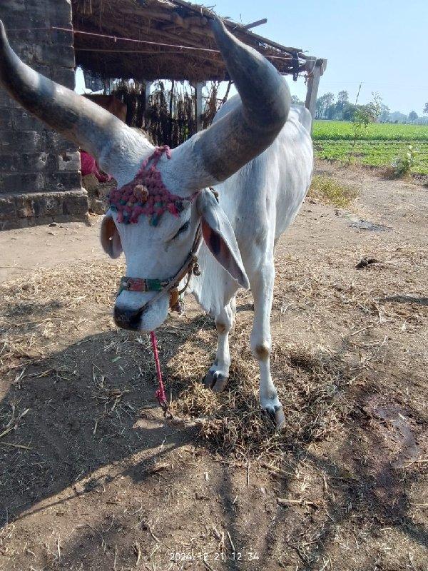 વેશવાનો